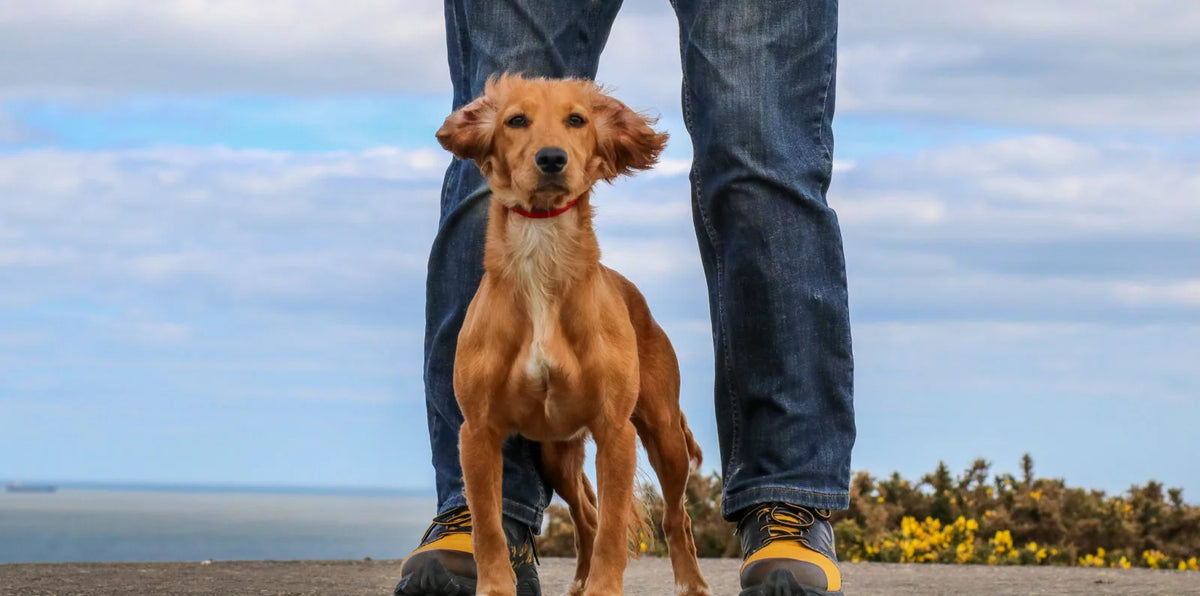 WOOFWAGWALK.CO.UK Test our Discover Walking Shoe